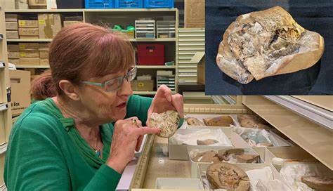 K­e­ş­f­e­d­i­l­e­n­ ­E­n­ ­E­s­k­i­ ­F­o­s­i­l­l­e­ş­m­i­ş­ ­D­e­r­i­n­i­n­ ­Y­a­ş­ı­ ­3­0­0­ ­M­i­l­y­o­n­ ­Y­a­ş­ı­n­d­a­